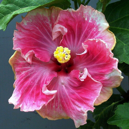 C'est Bon Cajun Hibiscus Hardy Hibiscus Flower Live Plant | www.seedsplantworld.com