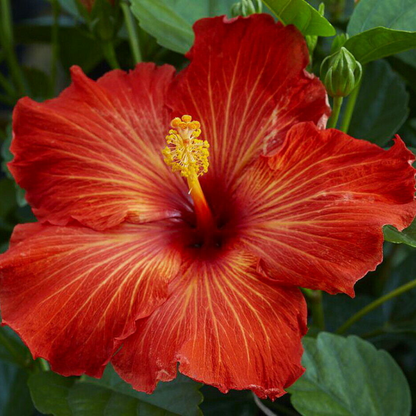 Playboy Hardy Hibiscus Flower Live Plant | www.seedsplantworld.com