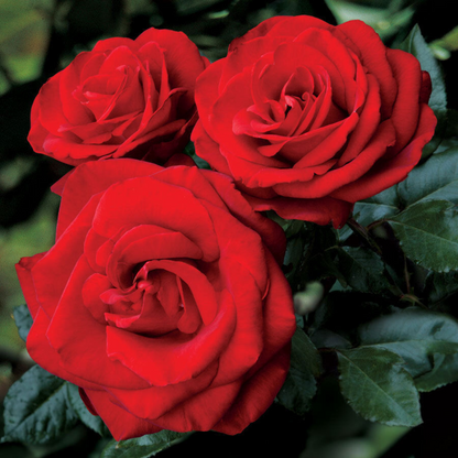 Olympiad Rose Flower Live Plants (Red Flower)  | www.seedsplantworld.com