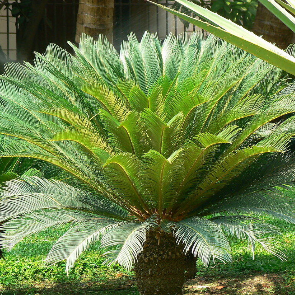 King Sago Palm Flower Live Plant | www.seedsplantworld.com