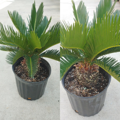 King Sago Palm Flower Live Plant