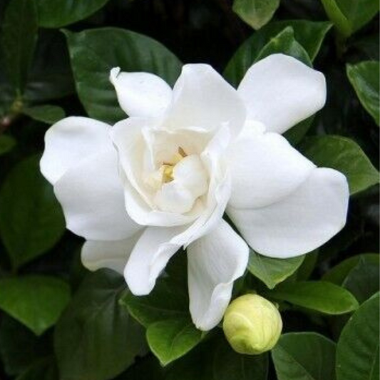 Gardenia Jasminoides 'Veitchii' Flower Live Plant | www.seedsplantworld.com