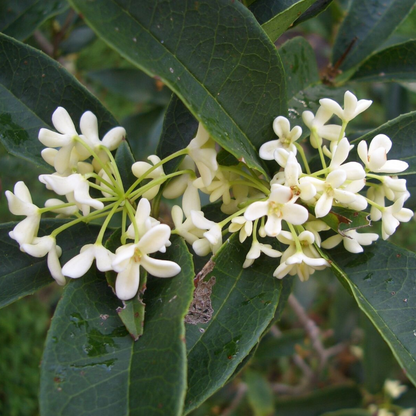 Sweet Olive (Osmanthus Fragrans) Flower Live Plant | www.seedsplantworld.com