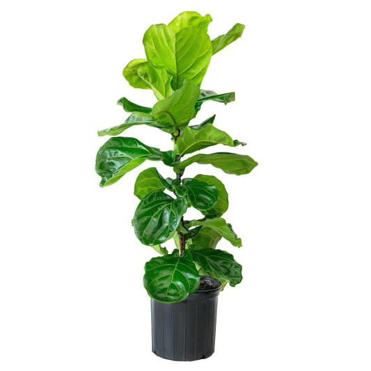 Fiddle-Leaf Fig / Ficus Lyrata Plant + Free 1 Plant Food Flower Live Plant | www.seedsplantworld.com