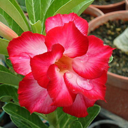 Taiwan Adenium Obesum Desert Rose (Full Moon) Flower Live Plant | www.seedsplantworld.com