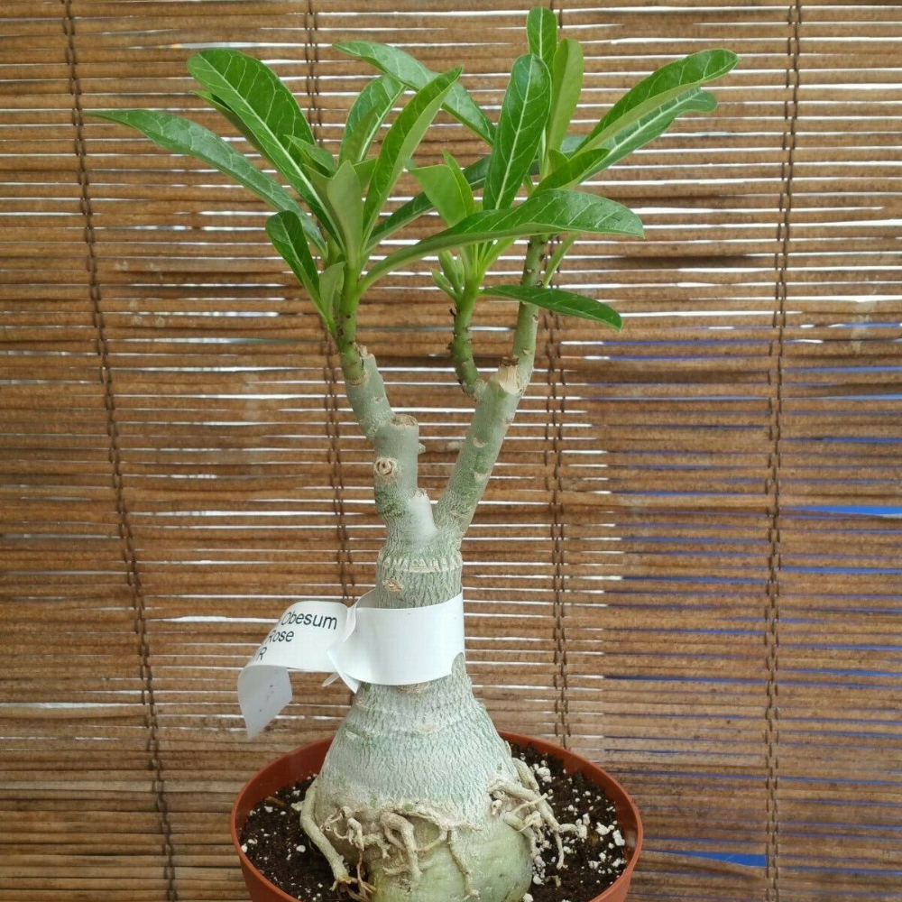 Live Taiwan Adenium Obesum (Desert Rose) Plant - Pink Flowering Succulent, Grown In USA