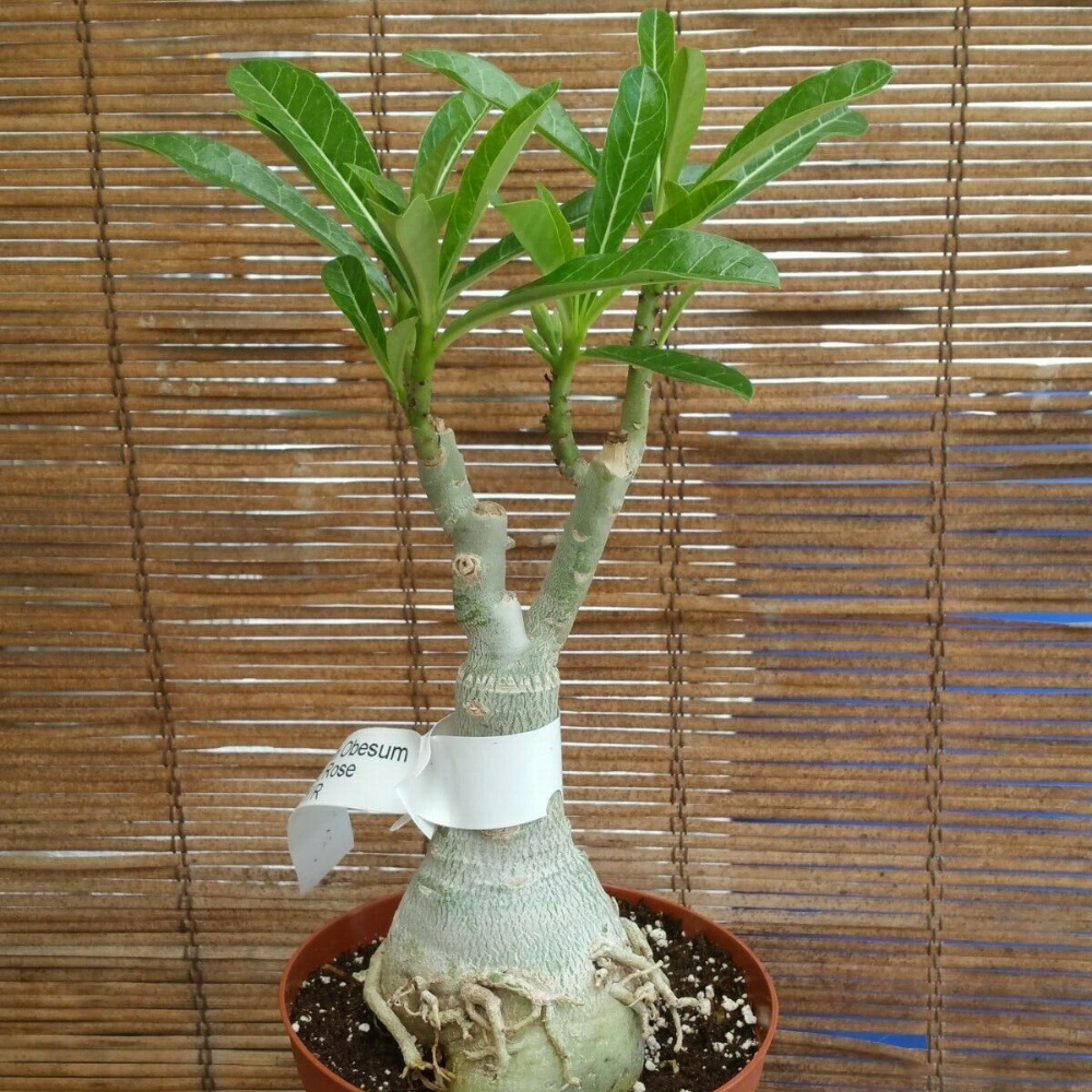 Taiwan Adenium Obesum Desert Rose (Full Moon) Flower Live Plant