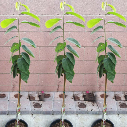 cherimoya plant in pot Cherimoya Honeyhart Tropical Fruit Tree