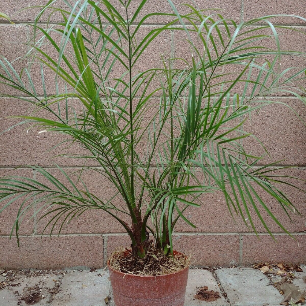 Phoenix Roebelenii Pygmy Date Palm Flower Live Plant