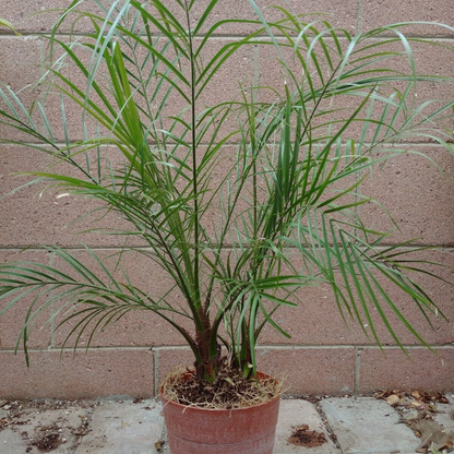 Phoenix Roebelenii Pygmy Date Palm Flower Live Plant