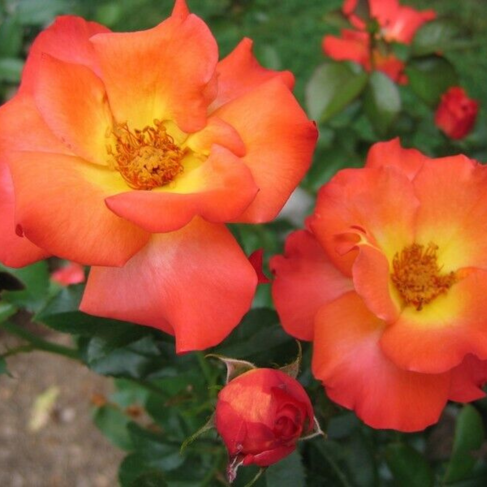 Playboy Rose Flower Live Plants (Orange And Yellow Flower) | www.seedsplantworld.com