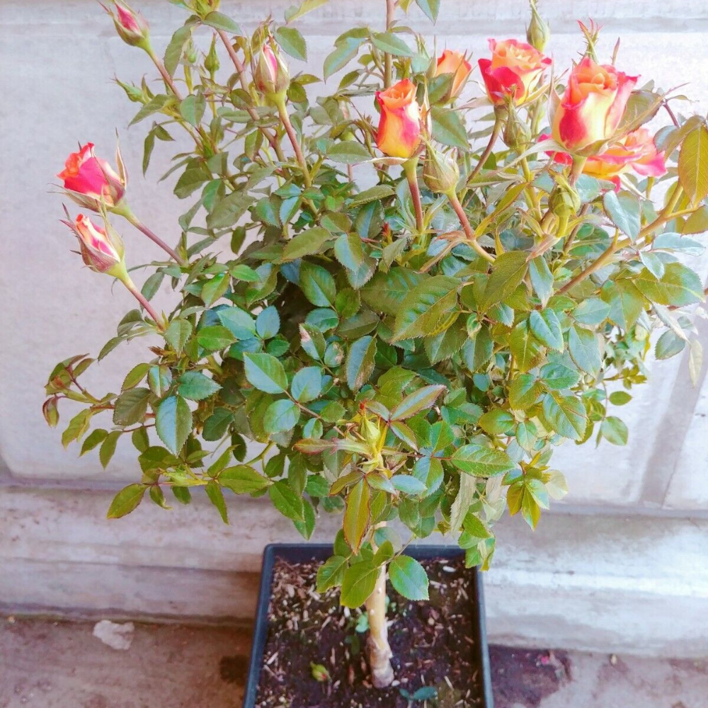 Playboy Rose Flower Live Plants (Orange And Yellow Flower)