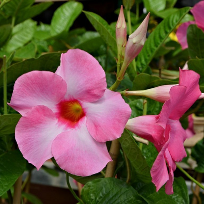 Pink Dipladenia Madinia Flower Live Plant | www.seedsplantworld.com