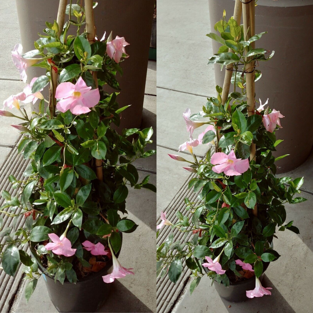 Pink Dipladenia Madinia Flower Live Plant