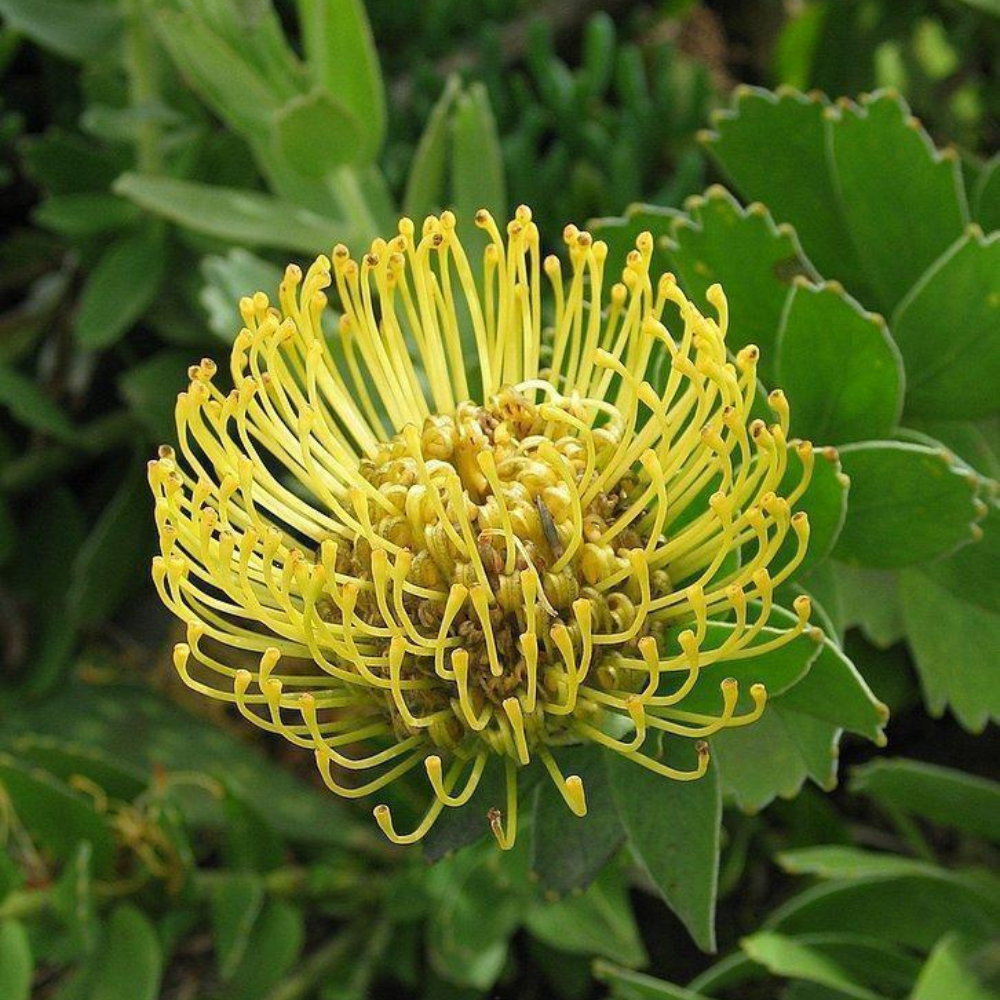 Yellow Leucospermum Flower Live Plant | www.seedsplantworld.com