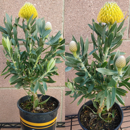 Yellow Leucospermum Flower Live Plant