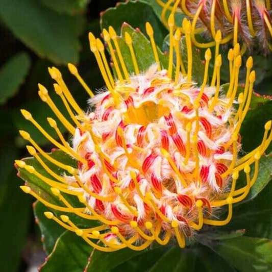 Ribbons Leucospermum Flower Live Plant | www.seedsplantworld.com