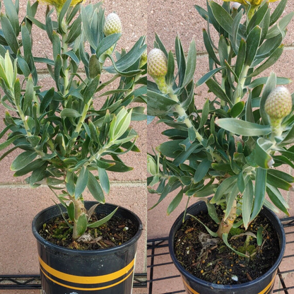 Orange Leucospermum Flower Live Plant