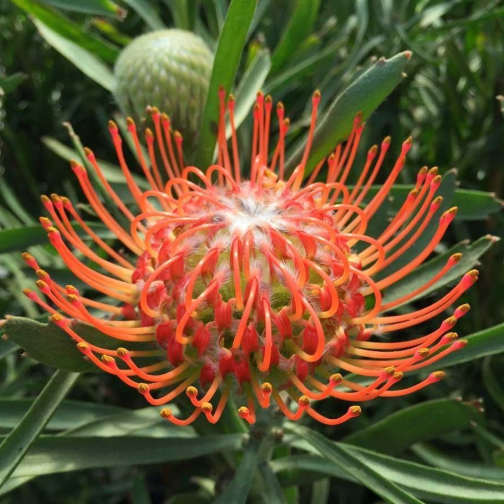 Orange Leucospermum Flower Live Plant | www.seedsplantworld.com