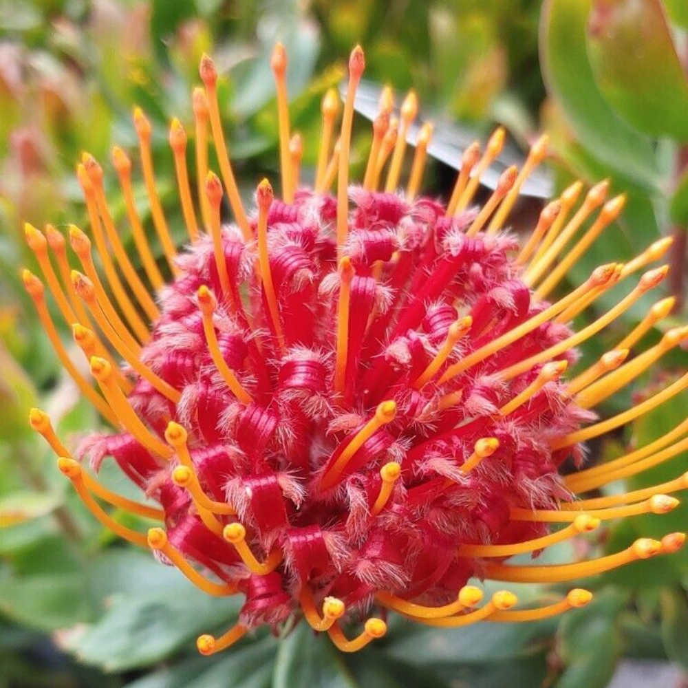 Red Leucospermum Flower Live Plant | www.seedsplantworld.com