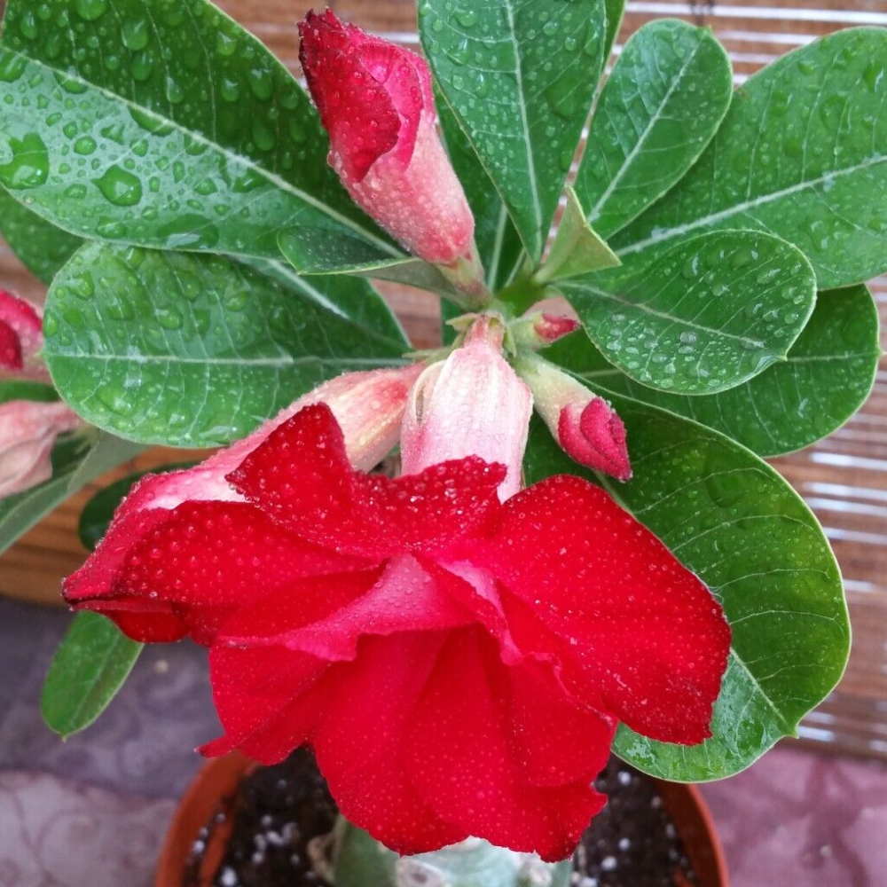 Taiwan Adenium Obesum Desert Rose Flower Live Plant | www.seedsplantworld.com