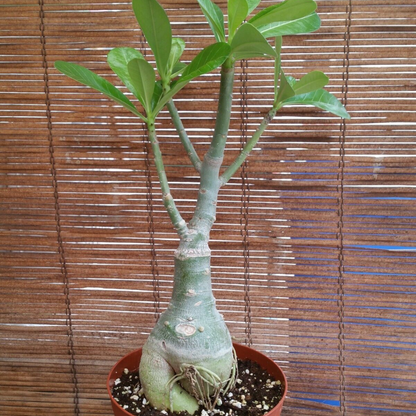 Taiwan Adenium Obesum Desert Rose Flower Live Plant