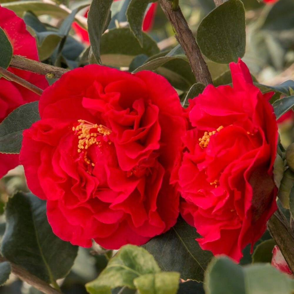 Kramer's Supreme Camellia Japonica Flower Live Plant | www.seedsplantworld.com