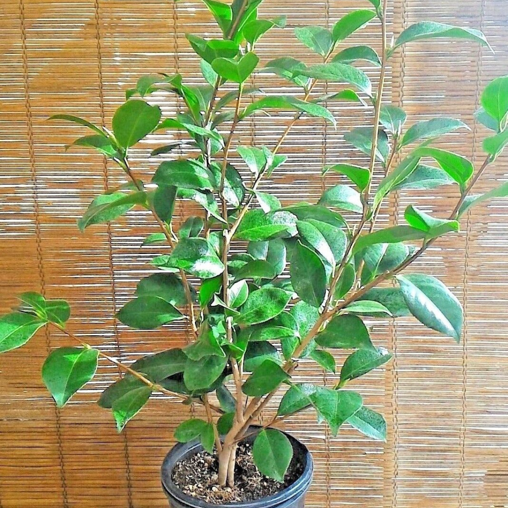 Kramer's Supreme Camellia Japonica Flower Live Plant