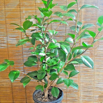 Kramer's Supreme Camellia Japonica Flower Live Plant