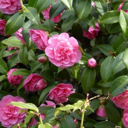 Marie Bracey Spellbound Camellia Japonica Flower Live Plant | www.seedsplantworld.com