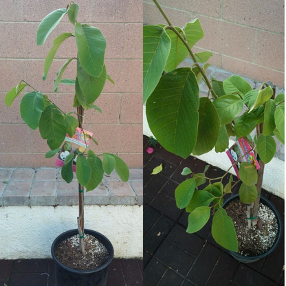 cherimoya plant in pot Cherimoya Vietnamese Tropical Fruit Tree