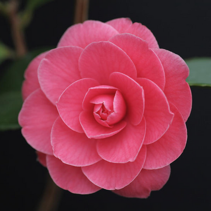 Mathotiana Supreme Camellia Japonica Flower Live Plant | www.seedsplantworld.com