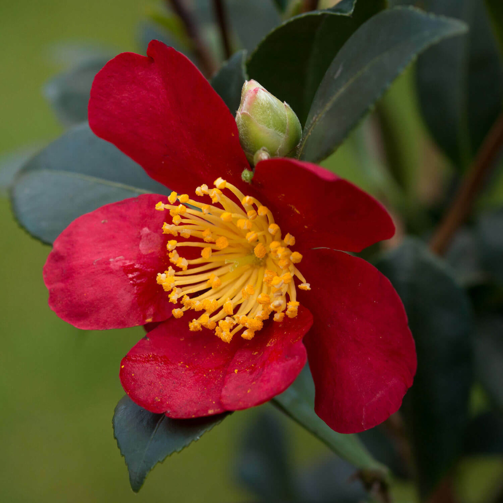 Yuletide Camellia Japonica Flower Live Plant | www.seedsplantworld.com