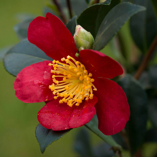 Yuletide Camellia Japonica Flower Live Plant | www.seedsplantworld.com