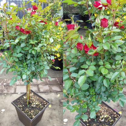 Red Sunblaze Rose Tree Flower Live Plant