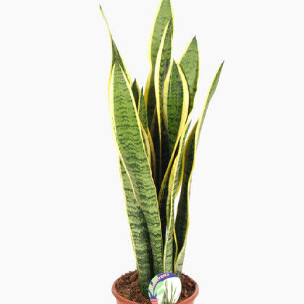 Snake Flower Live Plant (Laurentii / Sansevieria) + Free 1 Plant Food | www.seedsplantworld.com