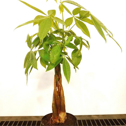 Money Tree / Feng Shui Plant / Good Luck Tree + Free 1 Plant Food Flower Live Plant  | www.seedsplantworld.com