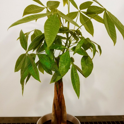 Money Tree / Feng Shui Plant / Good Luck Tree + Free 1 Plant Food Flower Live Plant