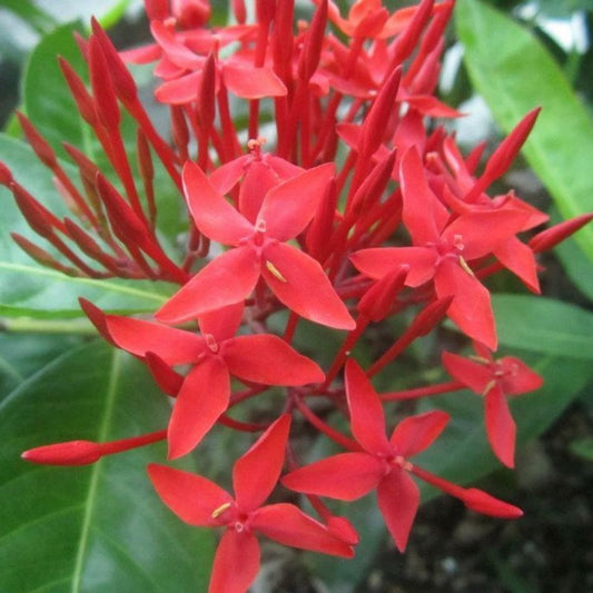 Maui Red Ixora Tropical Flower Live Plant  | www.seedsplantworld.com