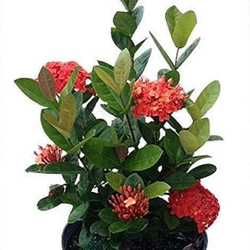 Maui Red Ixora Tropical Flower Live Plant