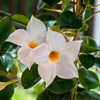 White Dipladenia Madinia Flower Live Plant  | www.seedsplantworld.com