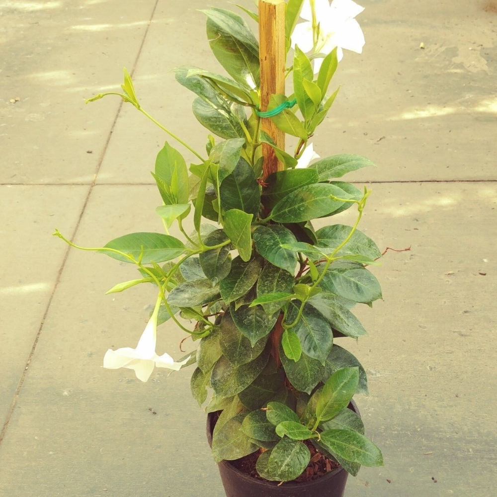 White Dipladenia Madinia Flower Live Plant