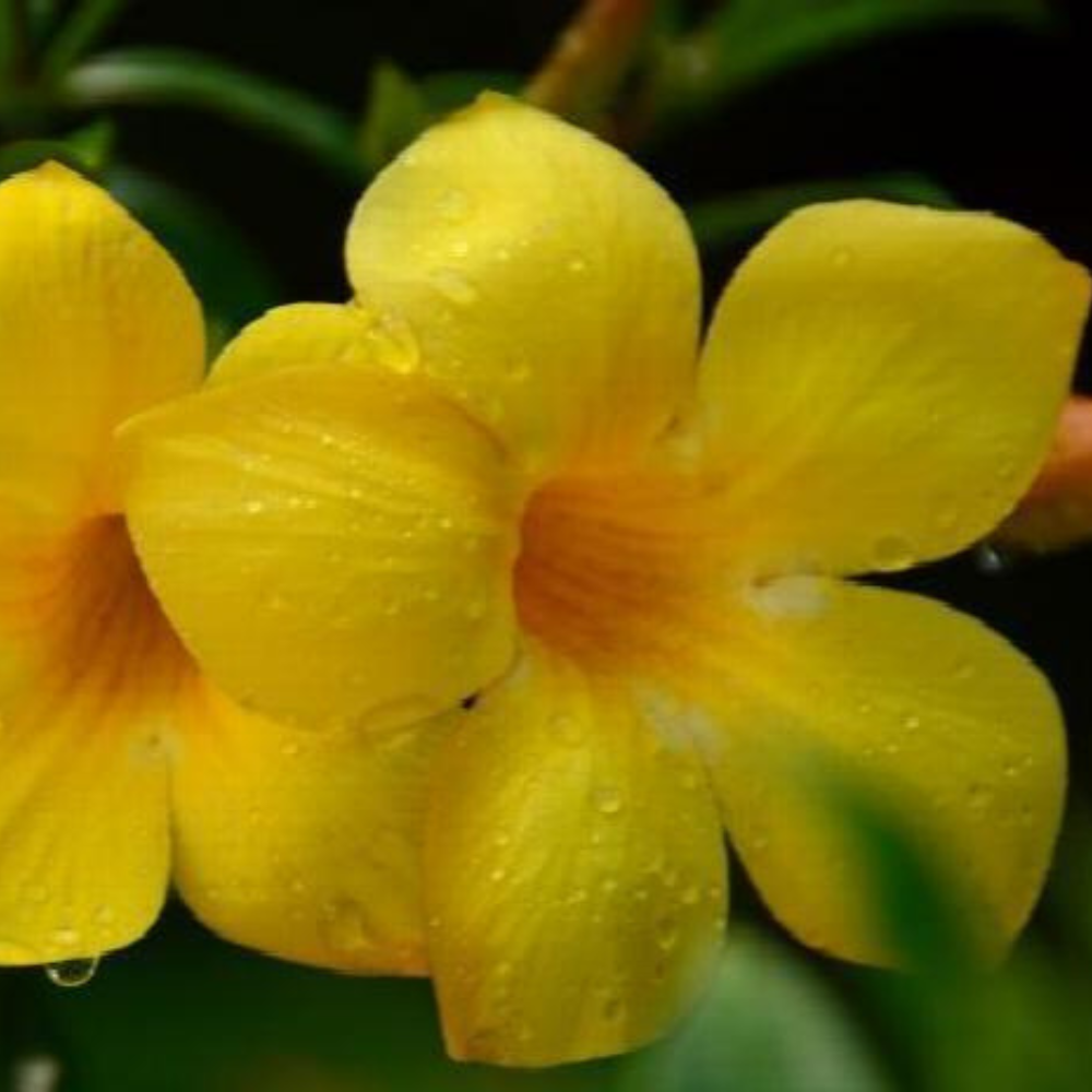 Sunbeam Yellow Dipladenia Madinia Flower Live Plant  | www.seedsplantworld.com