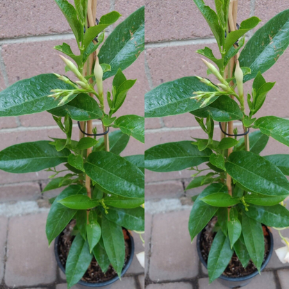 Sunbeam Yellow Dipladenia Madinia Flower Live Plant