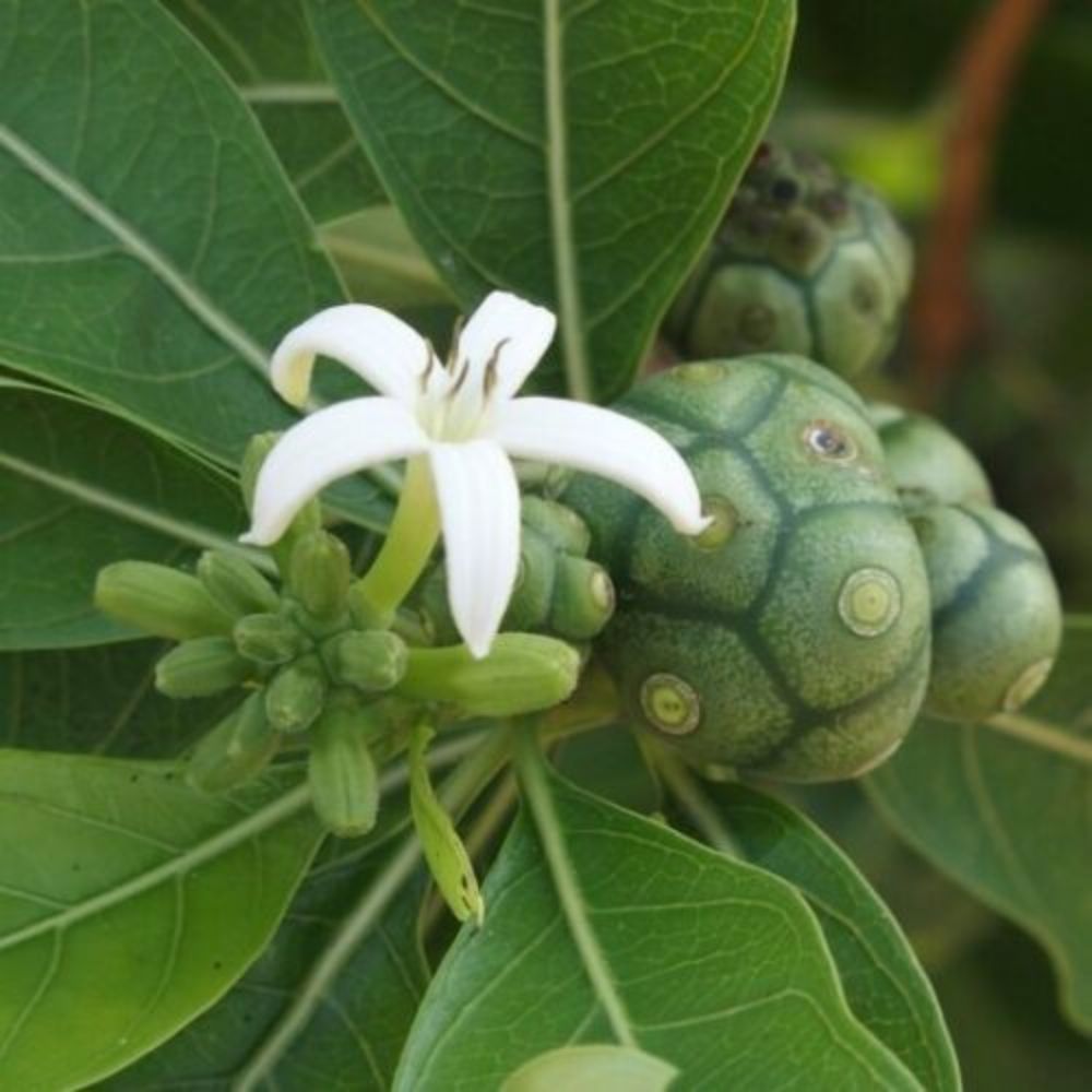 10 Morinda Coreia Syn Tinctoria • Indian Mulberry Tree Seeds For Planting | www.seedsplantworld.com