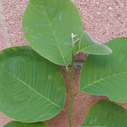 Cherimoya Tropical Fruit Tree (Seedling)