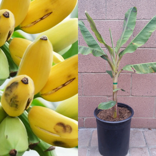 Dwarf Cavendish Banana Tropical Fruit Tree | www.seedsplantworld.com