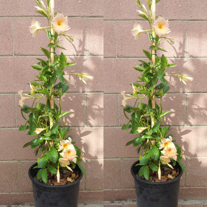 Creamy-Yellow Dipladenia Madinia Flower Live Plant