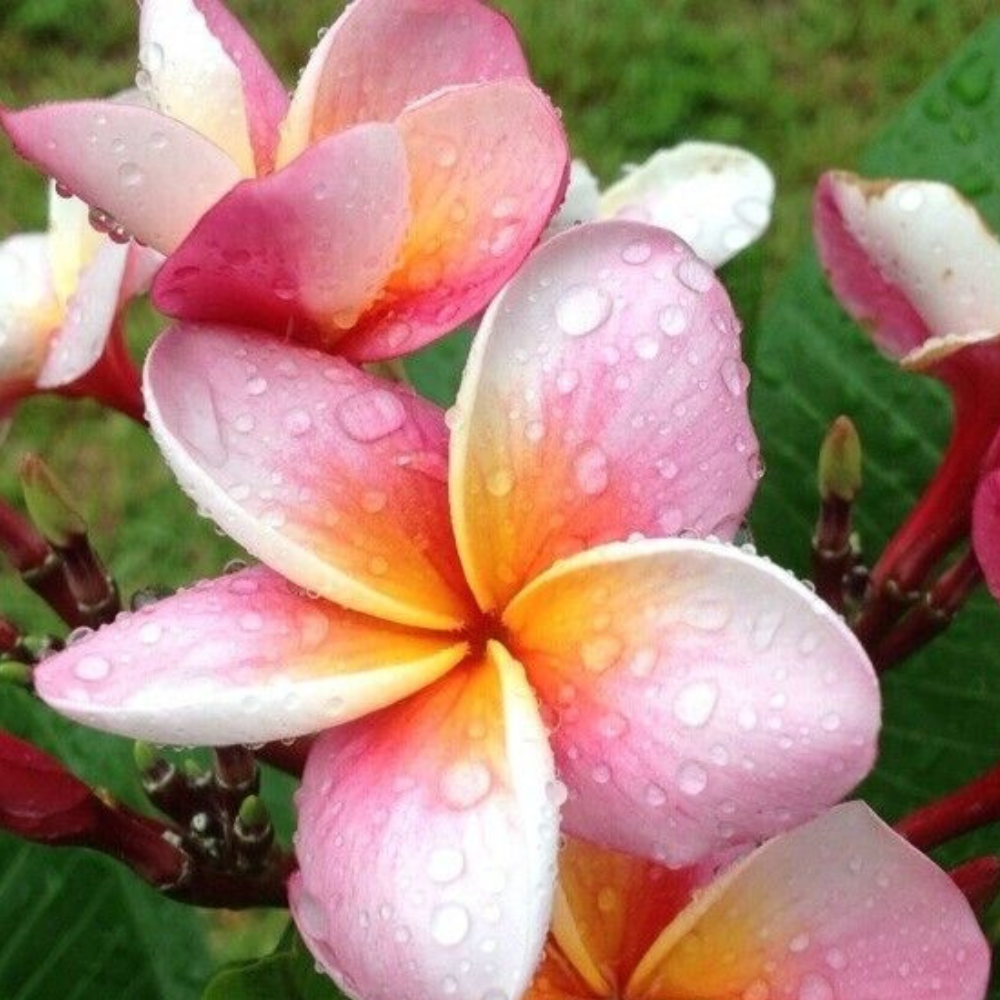 Dwarf Rooted Plumeria (Pizzazz) Pink With Multi Tip Flower Live Plant  | www.seedsplantworld.com