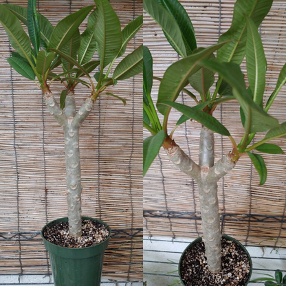 Dwarf Rooted Plumeria (Pizzazz) Pink With Multi Tip Flower Live Plant